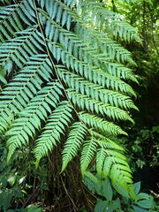 Alsophila spinulosa