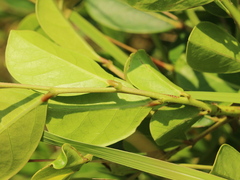 Glochidion rubrum