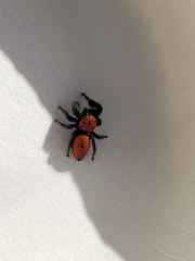 Phidippus cardinalis