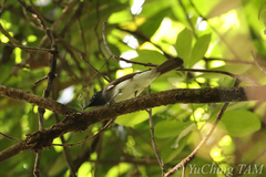 Terpsiphone atrocaudata