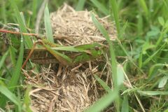 Gastrimargus marmoratus