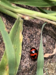 Coccinella