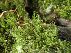Atrichum undulatum