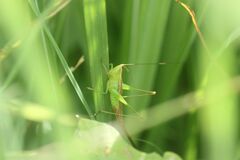 Conocephalus exemptus