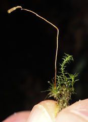 Atrichum undulatum
