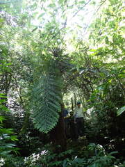 Alsophila spinulosa