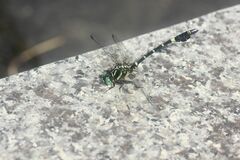 Melligomphus viridicostus