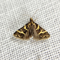 Scoparia spelaea