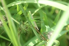 Conocephalus exemptus