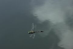 Epophthalmia elegans