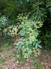 Zanthoxylum avicennae