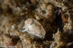 Cystiscidae