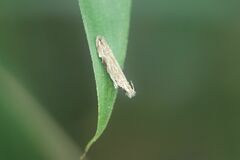 Hypatima excellentella