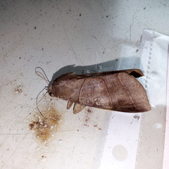 Paralebeda plagifera
