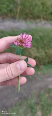 Trifolium pratense