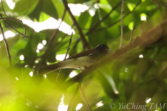 Terpsiphone atrocaudata