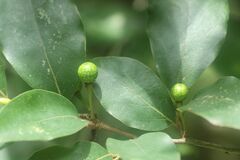 Lindera glauca