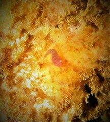 Cochleoceps bicolor