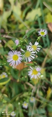 Erigeron annuus