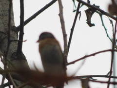 Fringilla montifringilla
