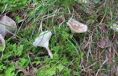 Ampulloclitocybe
