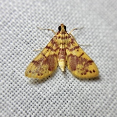 Conogethes haemactalis