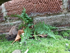 Dryopteris