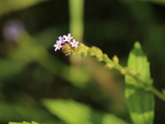 Verbena brasiliensis