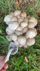 Candolleomyces candolleanus