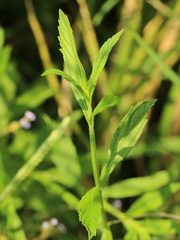 Verbena brasiliensis