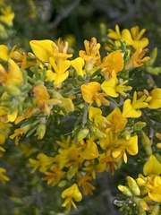 Aspalathus subtingens