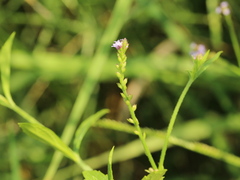 Verbena brasiliensis