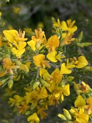 Aspalathus subtingens