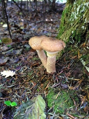 Armillaria