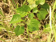 Ampelopsis glandulosa hancei