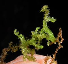 Ptilidium pulcherrimum