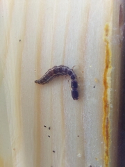 Raphidiidae