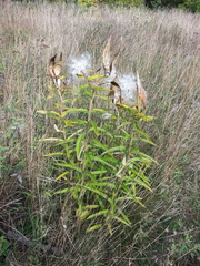 Asclepias tuberosa