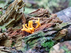 Calocera furcata