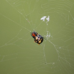 Micrathena glyptogonoides