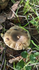 Russula ochroleuca