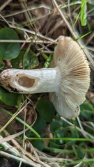 Russula ochroleuca