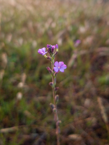 Image of Buchnera hispida by (c) Chayant Gonsalves, some rights reserved (CC BY)