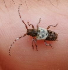 Pogonocherus hispidulus