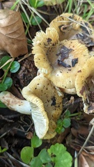 Russula ochroleuca