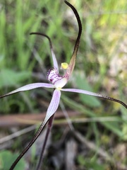 Caladenia versicolor