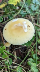 Russula ochroleuca