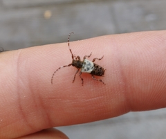 Pogonocherus hispidulus