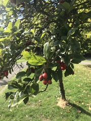 Crataegus