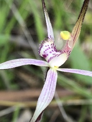 Caladenia versicolor